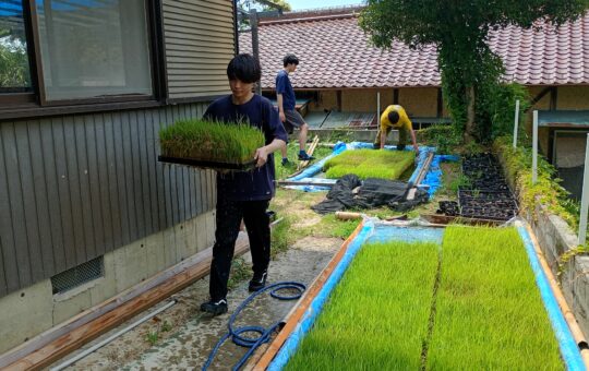 田植え用の苗の準備